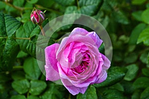 Flowering rose tea rose and unopened bud photo