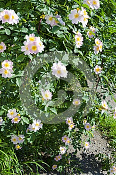 Flowering rosehip bush