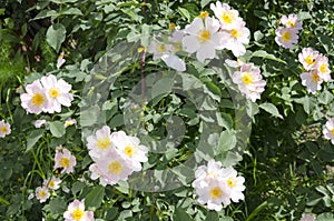 Flowering rosehip bush