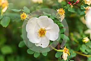 Flowering rosehip bush on a sunny summer day, close-up. Delicately white flowers on a branch of rose hips