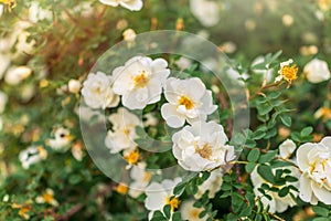 Flowering rosehip bush on a sunny summer day, close-up. Delicately white flowers on a branch of rose hips