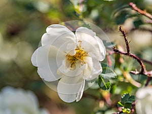 Flowering rosehip bush on a sunny summer day, close-up. Delicately white flowers on a branch of rose hips