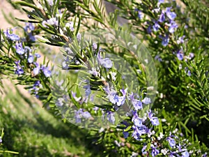 Flowering rosemary photo