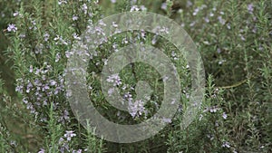 Flowering rosemary plant