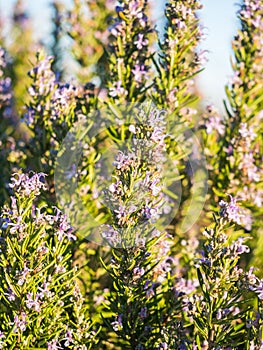Flowering rosemary plant in Esporao, Portugal, at sunset