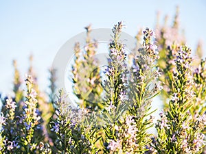 Flowering rosemary plant in Esporao, Portugal, at sunset