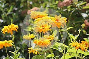 Flowering rough oxeye Heliopsis helianthoides plant with yellow flowers and green leaves in garden