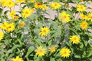 Flowering rough oxeye Heliopsis helianthoides plant with yellow flowers and green leaves in garden