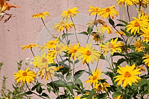 Flowering rough oxeye Heliopsis helianthoides plant with yellow flowers and green leaves in garden