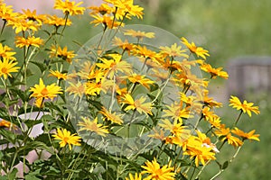 Flowering rough oxeye Heliopsis helianthoides plant with yellow flowers and green leaves in garden