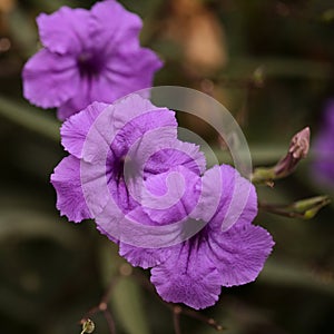 Flowering Ruellia simplex aka Mexican Bluebell,