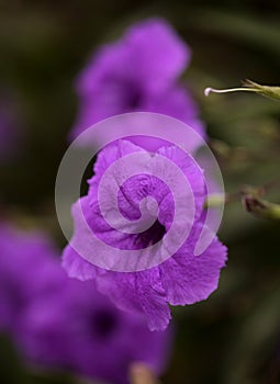 Flowering Ruellia simplex aka Mexican Bluebell,