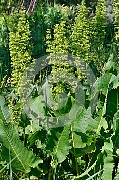 Flowering Rumex confertus on a background of green grass