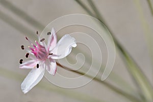 Flowering rush