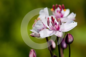 Flowering Rush