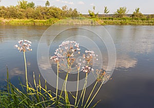 Flowering rush, Butomus umbellatus against the backdrop of the r