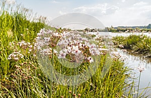 Flowering rush, Butomus umbellatus against the backdrop of the r