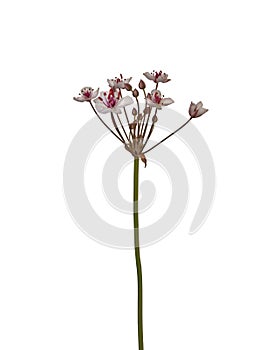 Flowering rush, Butomus umbellatus