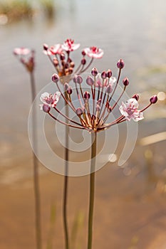 Flowering rush Butomus umbellatus close-up