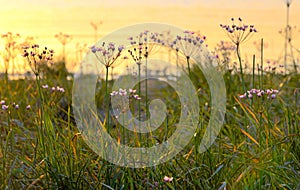 Flowering rush (Butomus umbellatus)