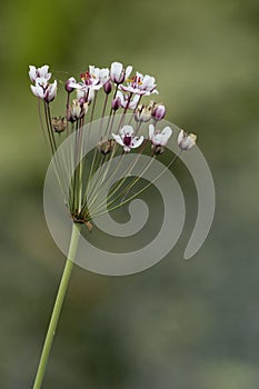 Flowering Rush