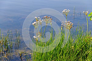 Flowering Rush or Grass Rush Butomus umbellatus on a river shore