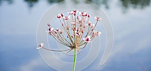 Flowering rush or grass rush Butomus umbellatus