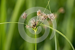 The flowering rush from Lonjsko polje