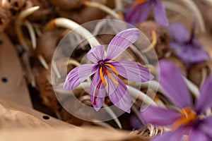 Flowering saffron Crocus Sativus bulbs with deep red stigmas