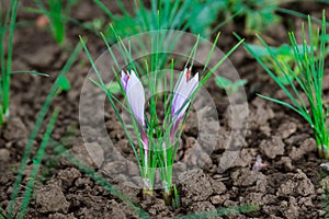 Flowering saffron plant. Harvesting crocus flowers for the most expensive spice