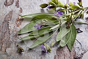 Flowering Sage