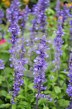 Flowering Sage - Salvia farinacea