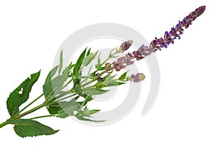 Flowering sage (Salvia officinalis)