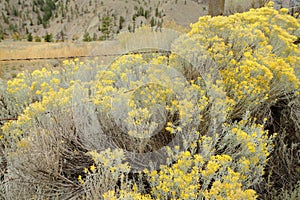 Flowering Sagebrush and Ranch Fence photo