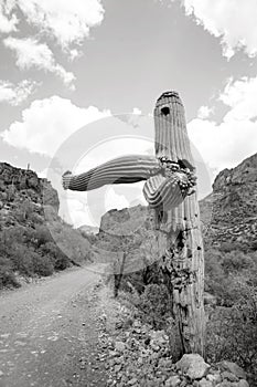 Flowering Saguaro Cactus