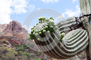 Flowering Saguaro Cactus