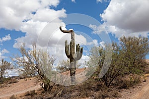 Flowering Saguaro Cactus