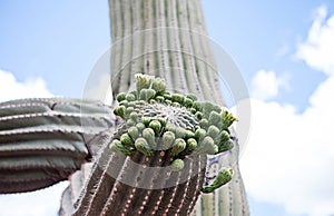 Flowering Saguaro Cactus