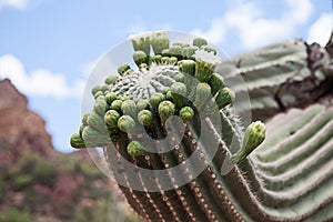 Flowering Saguaro Cactus