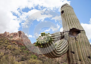 Flowering Saguaro Cactus