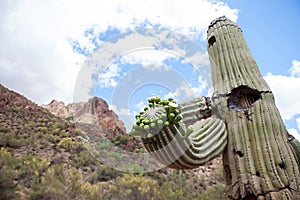 Flowering Saguaro Cactus