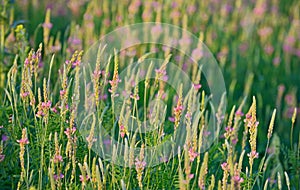 Flowering Sainfoin, Onobrychis viciifolia