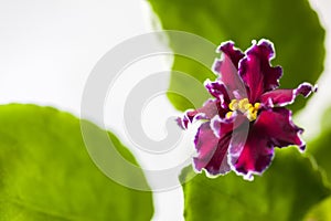 Flowering Saintpaulias, commonly known as African violet. Macro. Brightly ruby, velvet flowers.