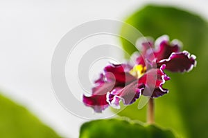 Flowering Saintpaulias, commonly known as African violet. Macro. Brightly ruby, velvet flowers