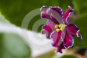 Flowering Saintpaulias, commonly known as African violet. Macro. Brightly ruby, velvet flowers.