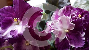 Flowering Saintpaulias, commonly known as African violet. Mini Potted plant.