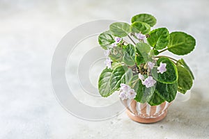 Flowering Saintpaulias, commonly known as African violet. Mini Potted plant.