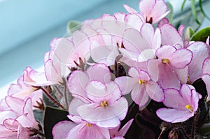 Flowering Saintpaulias, commonly known as African violet. Mini Potted plant. A white background. Selective focus