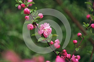 Flowering sakura branch in spring, analogue photo