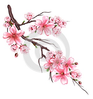 Flowering sakura branch. Japanese cherry blooming photo